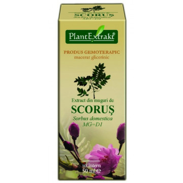 Extract din muguri de scorus (SORBUS DOMESTICA)