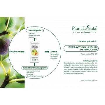 Extract din muguri de smochin (FICUS CARICA)