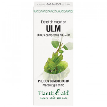 Extract din muguri de ulm (ULMUS CAMPESTRIS)
