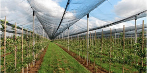 Mreža protivgradna 8x100m 40g 800m2