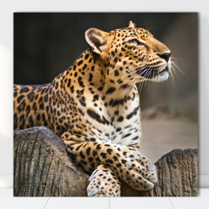 Tablou Canvas Leopard ATGR82