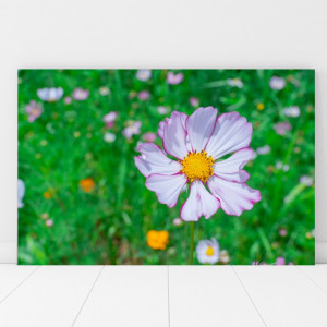 Tablou Canvas Mararita Macro AAG16