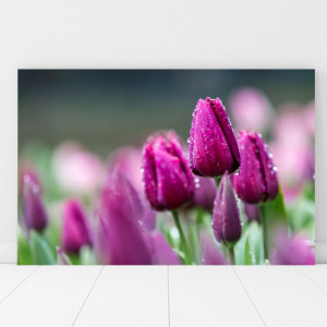 Tablou Canvas Lalele Violet dupa Ploaie AAG44