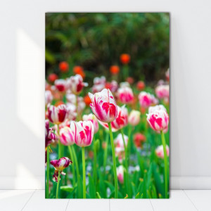 Tablou Canvas Lalele Alb-Roz AAG58