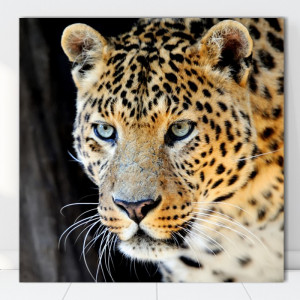 Tablou Canvas Leopard ATGR84