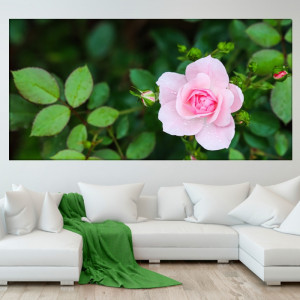 Tablou Canvas Trandafir Roz Delicat ROS73