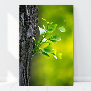 Tablou Canvas Frunze de Ginkgo Biloba AAG76