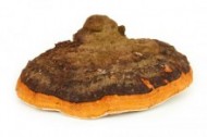 Chaga mushroom pudra premium 60gr EverTrust