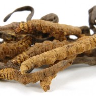 Cordyceps pudra organica 60g EverTrust