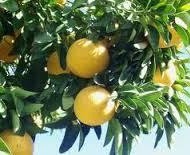 ULEI ESENTIAL GRAPEFRUIT 10ml HERBAVIT