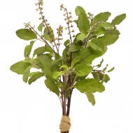Tulsi pudra organica 125g