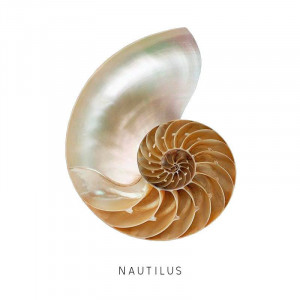 Piatra semipretioasa Nautilus interschimbabila pentru Pandantivul Magic Pendant-Multicolor-8697