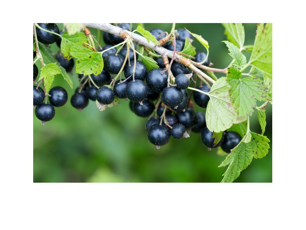 Coacazele negre tonice generale, vitaminizante si remineralizante