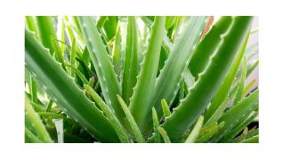 Aloe vera hidratanta si cicatrizanta