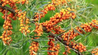 Catina bogata in vitamina C si alti antioxidanti