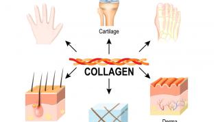 Colagenul cea mai abundenta proteina din organism