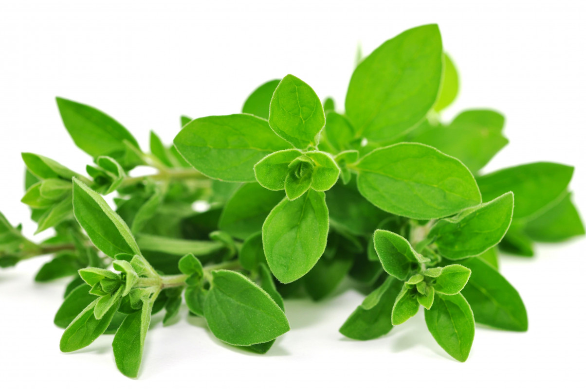 Oregano, antimicrobian asupra unui spectru larg de microorganisme