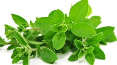 Oregano, antimicrobian asupra unui spectru larg de microorganisme