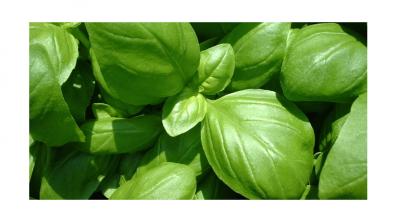 Busuiocul ajuta la stimularea digestiei
