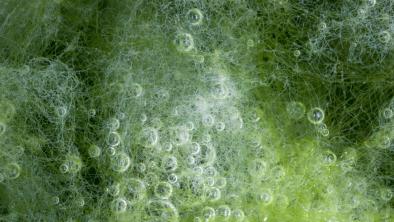 Algele comestibile bogate in minerale, proteine si fibre