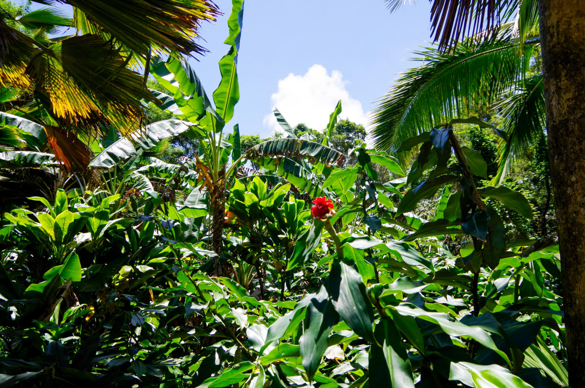 11 plante medicinale din padurea amazoniana despre care trebuie să știți