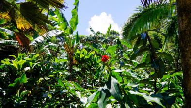 11 plante medicinale din padurea amazoniana despre care trebuie să știți
