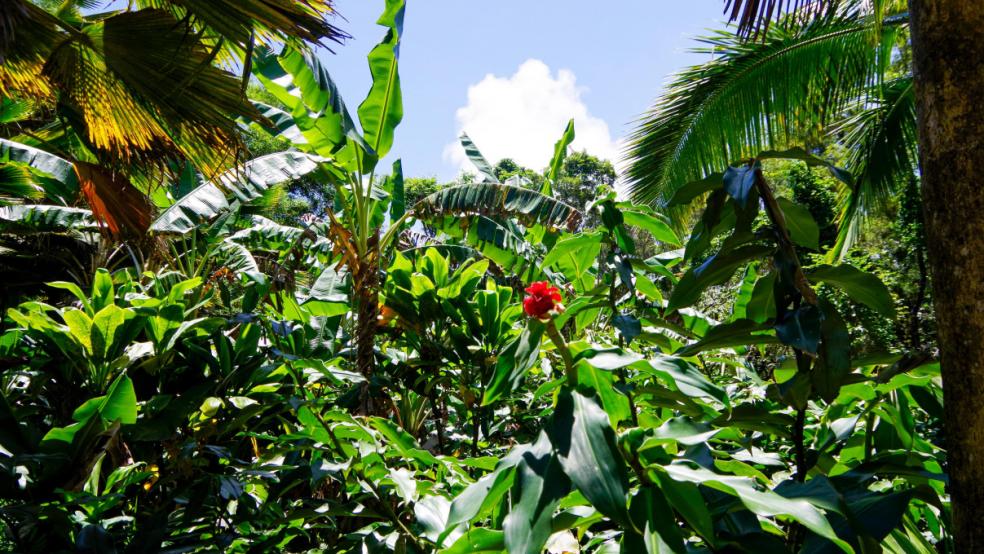 11 plante medicinale din padurea amazoniana despre care trebuie să știți