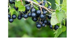 Coacazele negre tonice generale, vitaminizante si remineralizante