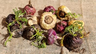 Maca revigorant si tonic sexual