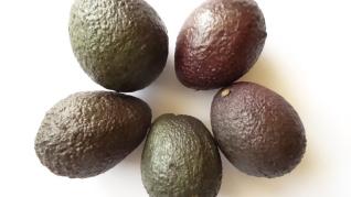 Avocado sporeste vitalitatea Avocado sporeste vitalitatea