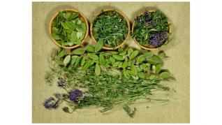 Gemoterapia, o ramura a fitoterapiei, benefică în multe boli