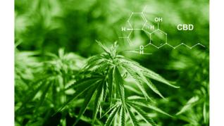 Canabidiolul (CBD) - uleiul CBD