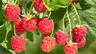 Zmeura o sursă bună de antioxidanti și fibre