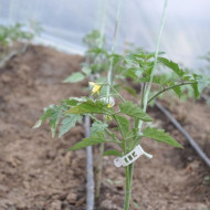 CLEME TOMATE