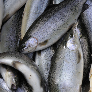 Pastrav neeviscerat (1 kg) - livrare doar in Sibiu si Arpasu/Carta*