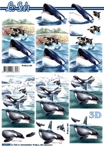 Le Suh knipvel orka 8215539 (Locatie: 5639)