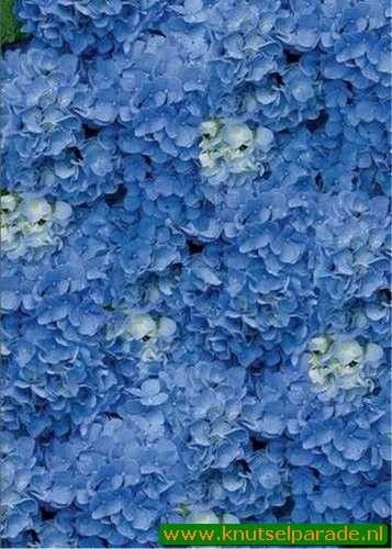 Perkament vellum hortensia blauw 61754 (Locatie: 4412)