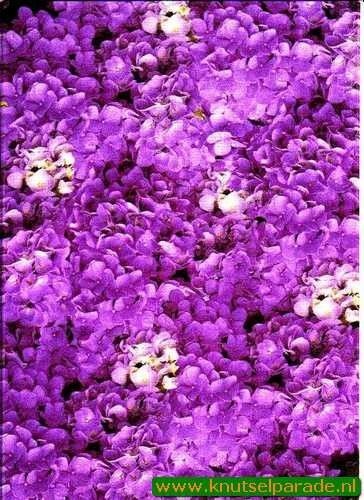 Perkament vellum hortensia paars 61752 (Locatie: 4412)