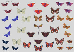 Wekabo knipvel vlinders 507 (Locatie: 0629)