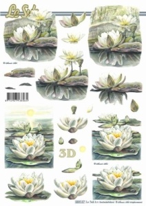 Le Suh stansvel waterlelies 680067 (Locatie: 0637)