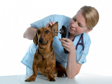 VIDEO otoscop veterinar