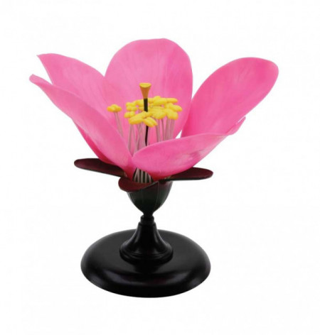 Mulaj floare dicotiledonate