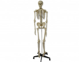 Mulaj schelet uman 180 cm