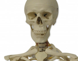 Mulaj schelet uman 180 cm