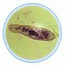 Set lame biologie generala I 10 lame