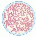 Set lame histologie umana I -10 lame