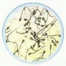 Set lame zoologie reproducerea - 10 lame