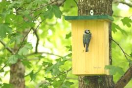 Pitigoi albastru (Cyanistes caeruleus) la cuib