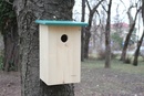 Cuib Sturnus vulgaris