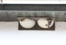 House Martin Nest